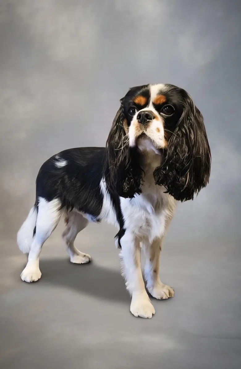 Cavalier king charles spaniel po pełnej pielęgnacji z odżywieniem włosa