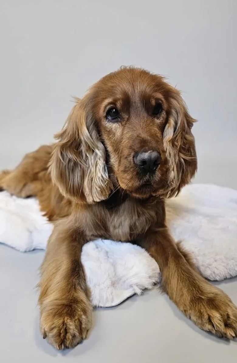 Cocker spaniel angielski z agresją lękową po spokojnie przeprowadzonej pielęgnacji