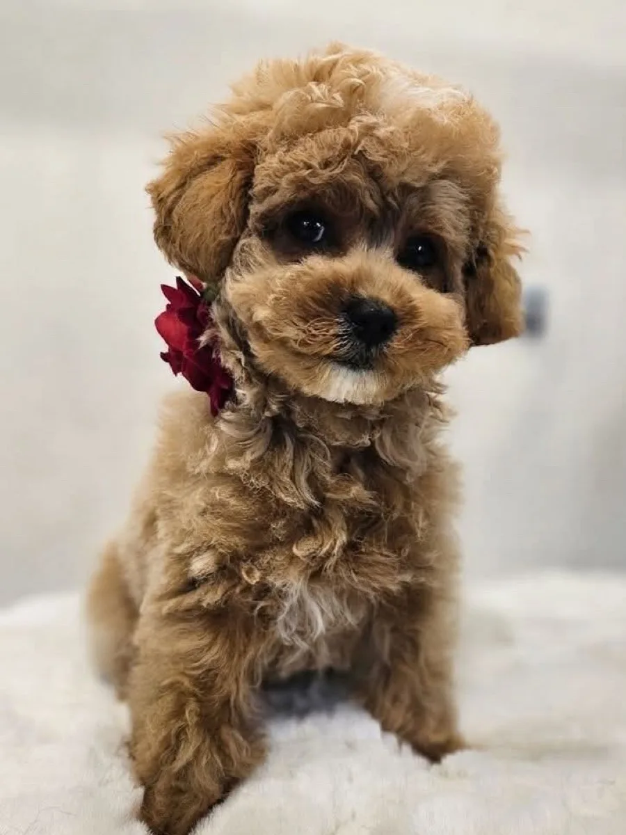 Szczeniak maltipoo na wizycie adaptacyjnej, po pierwszym delikatnym strzyżeniu