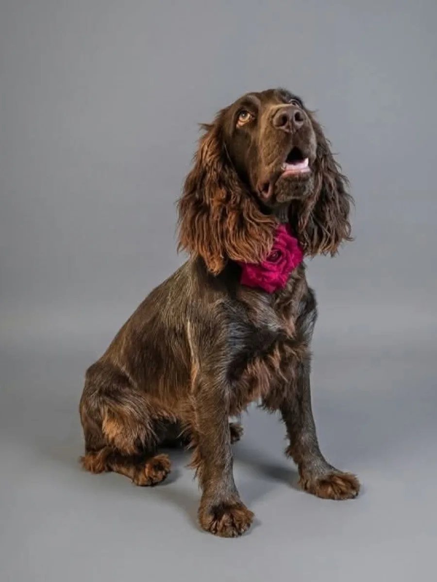 Polski spaniel myśliwski z szatą przygotowaną do wystawy
