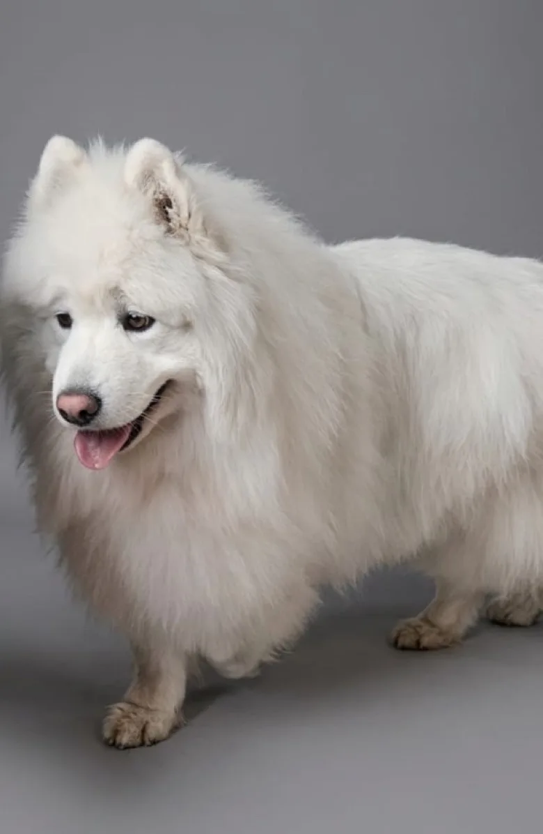 Samojed po wyczesaniu podszerstka i rozbiciu kołtunów