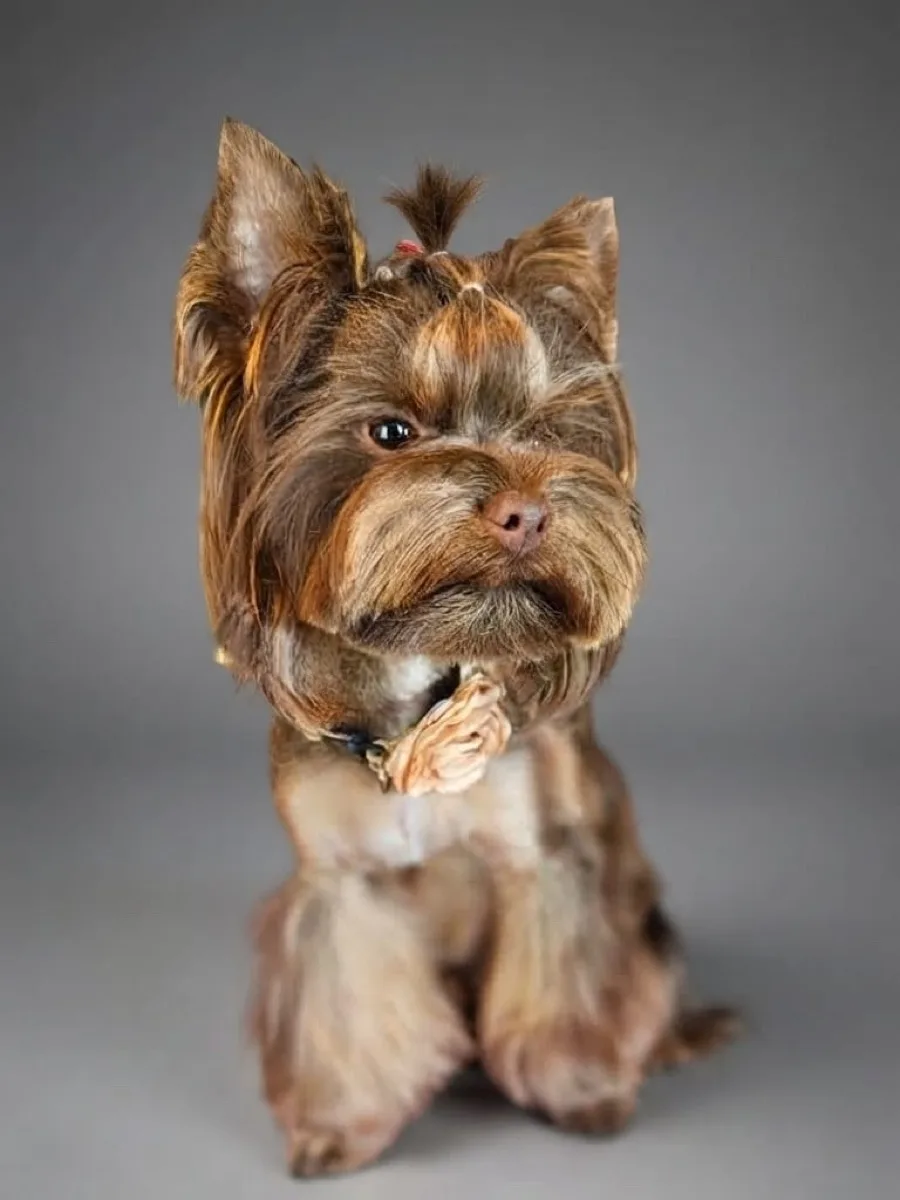 Yorkshire terrier ostrzyżony w półdługiej fryzurze asian fusion